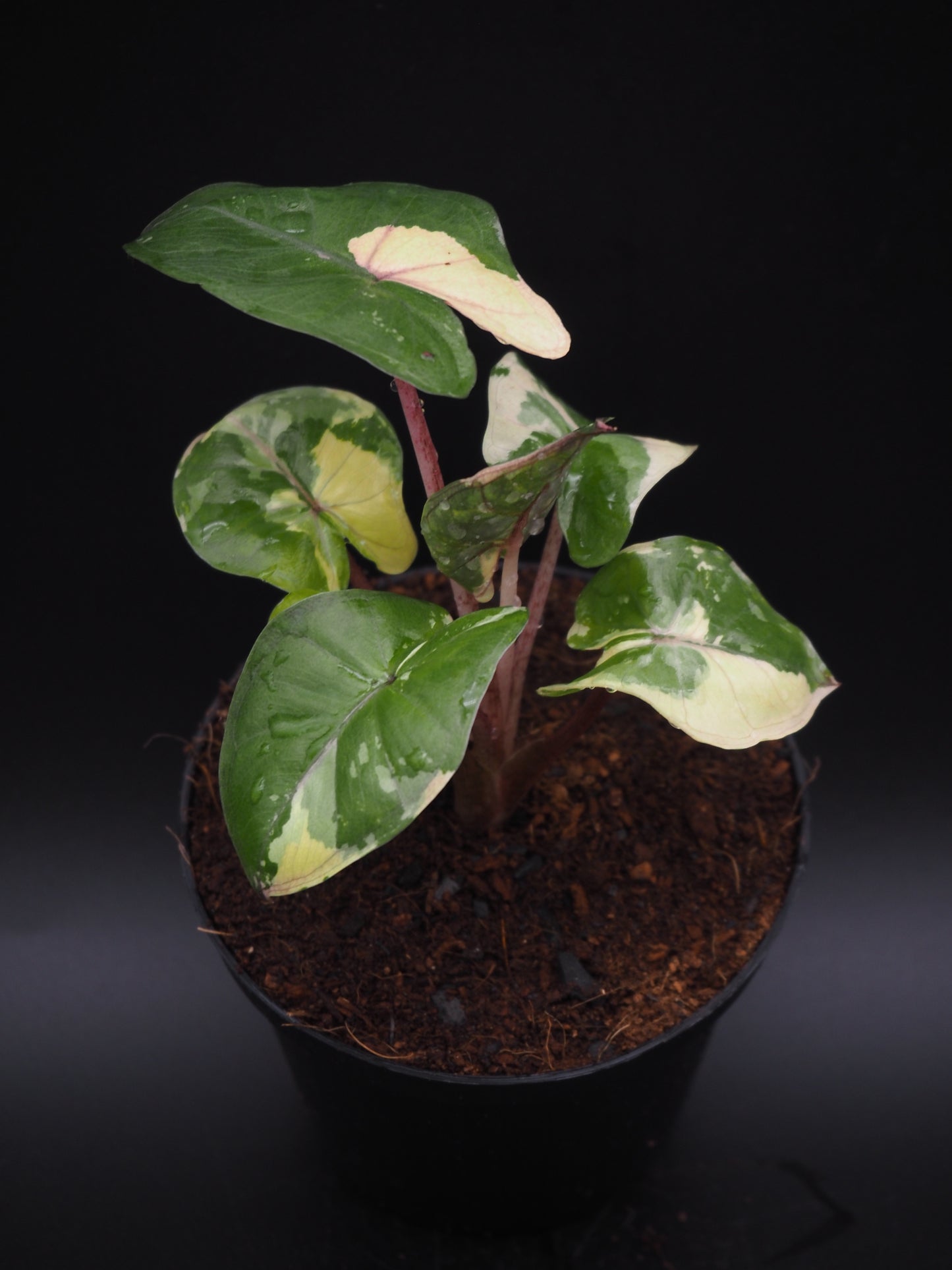 Alocasia Yucatan Princess Pink