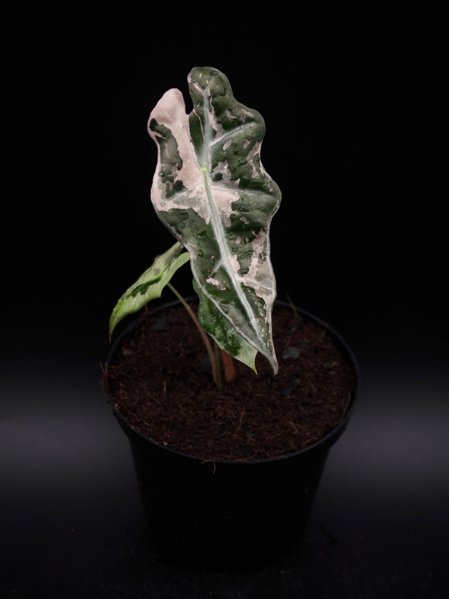 Alocasia Nobilis Pink