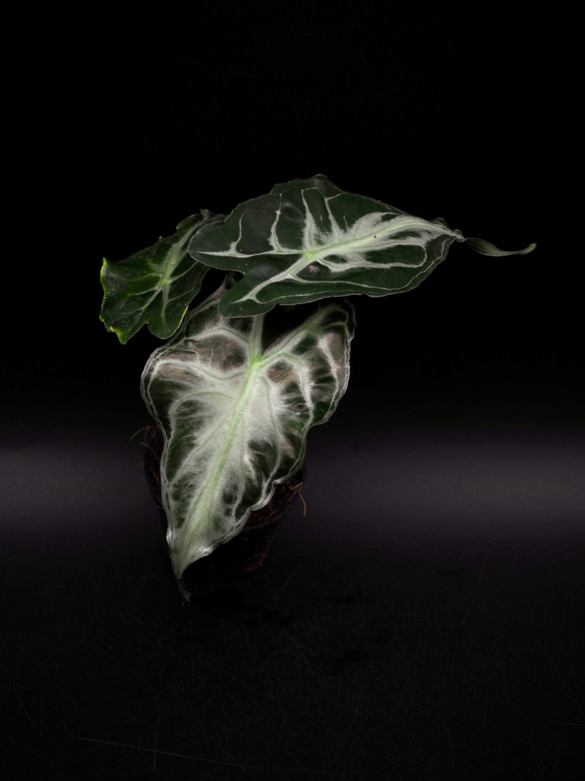 Alocasia Venom S