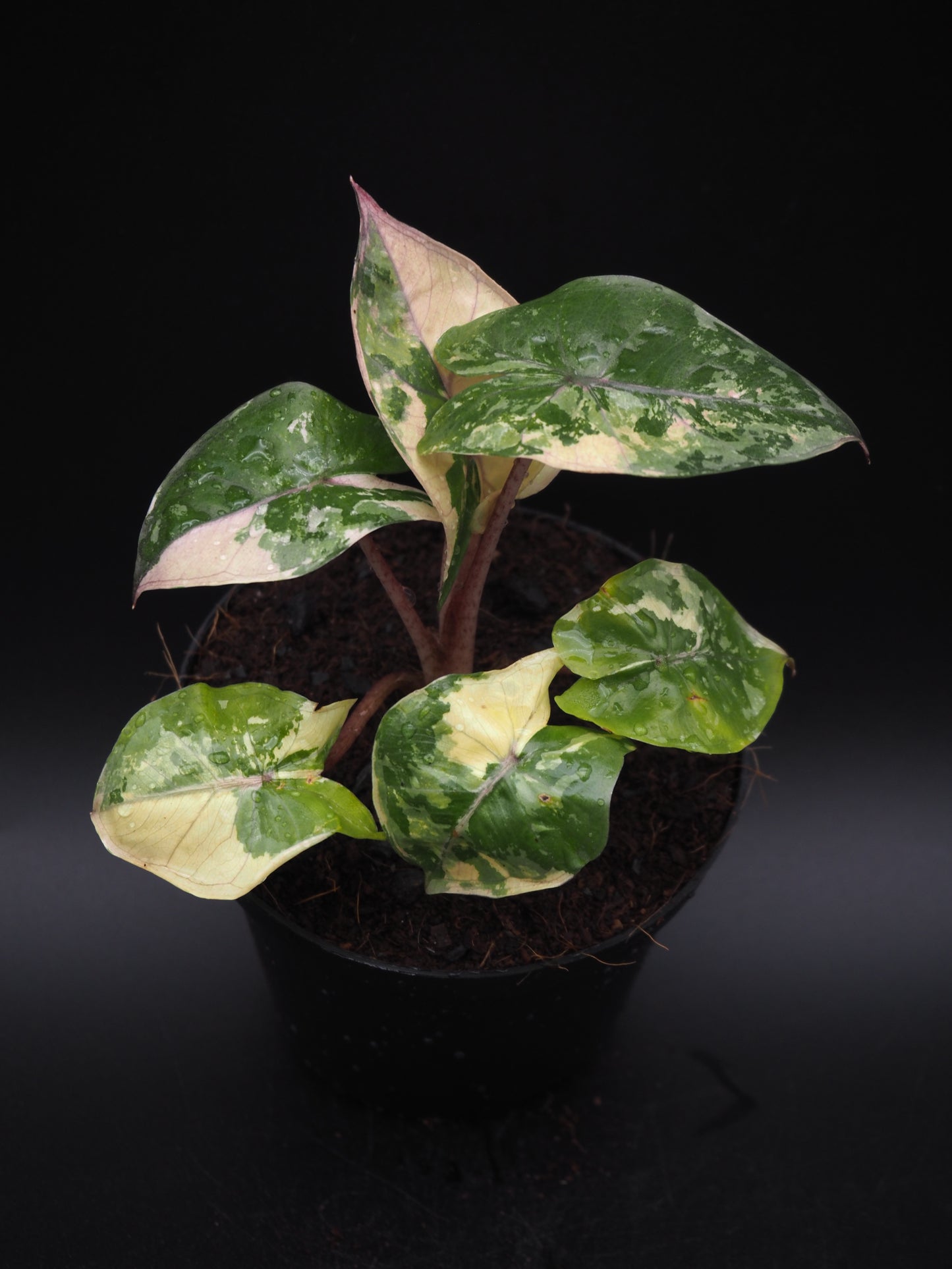 Alocasia Yucatan Princess Pink