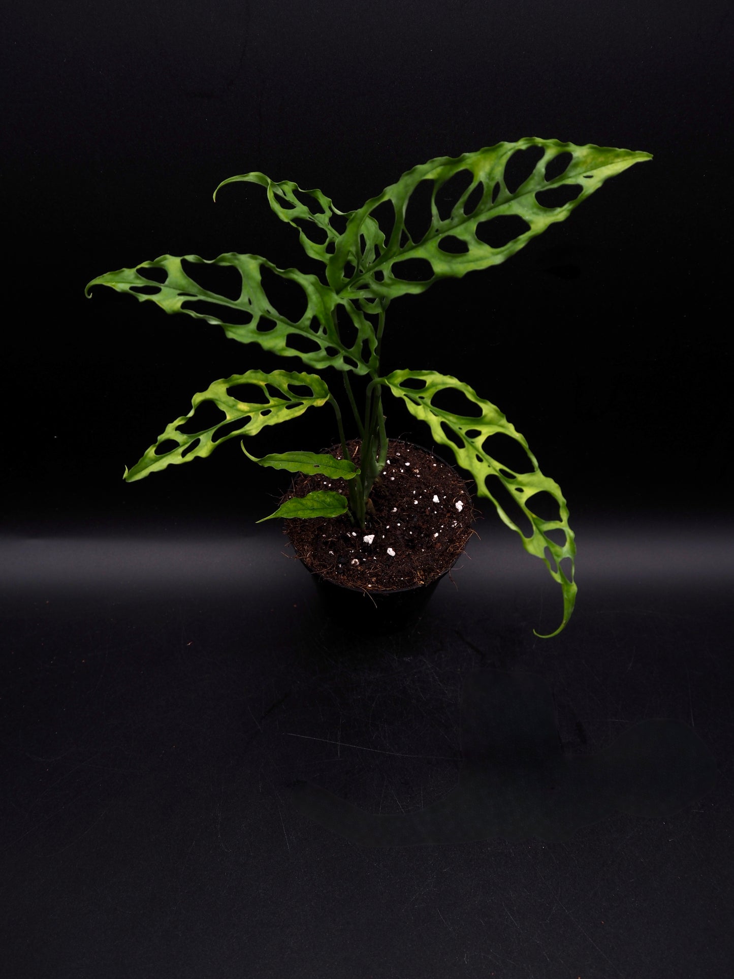 Monstera Obliqua Pérou
