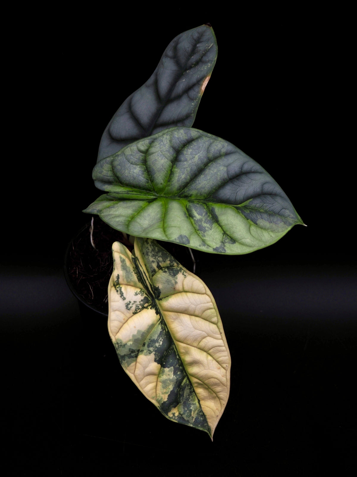 Alocasia Silver Dragon Aurea