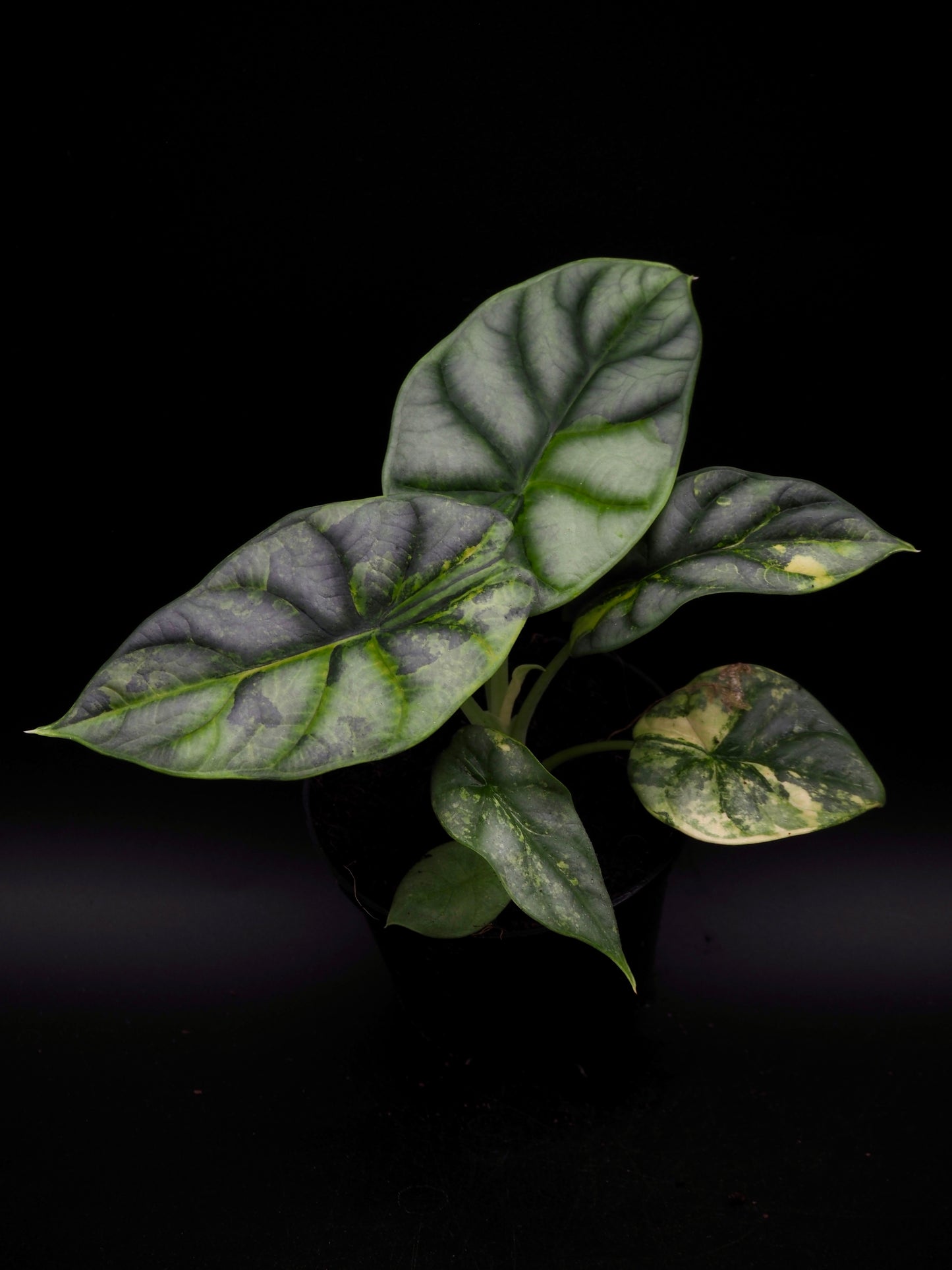 Alocasia Silver Dragon Aurea