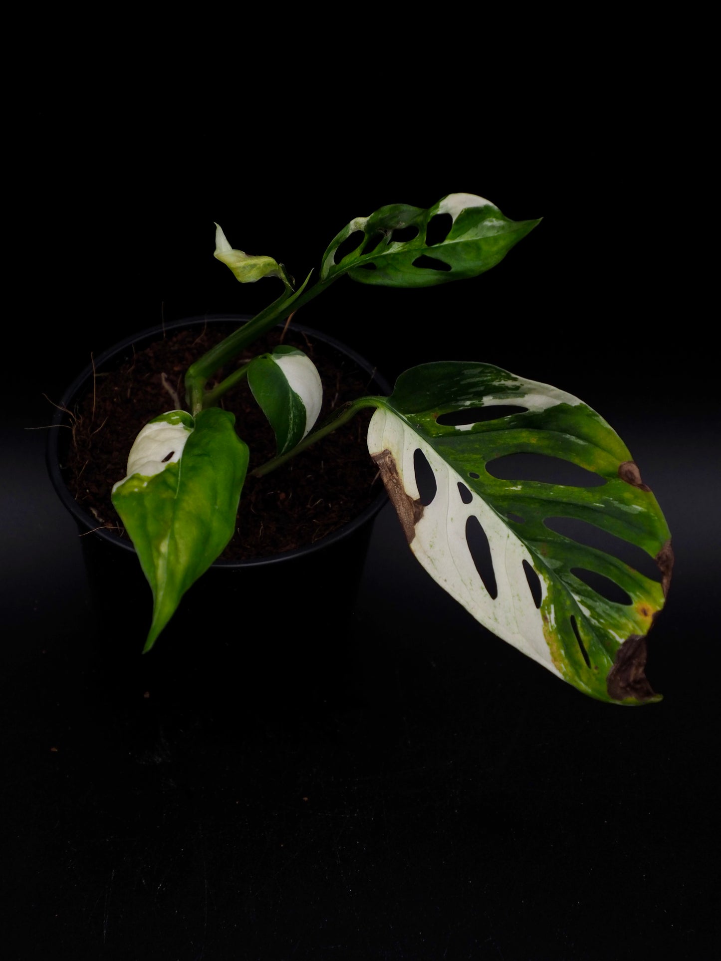 Monstera adansonii variegata