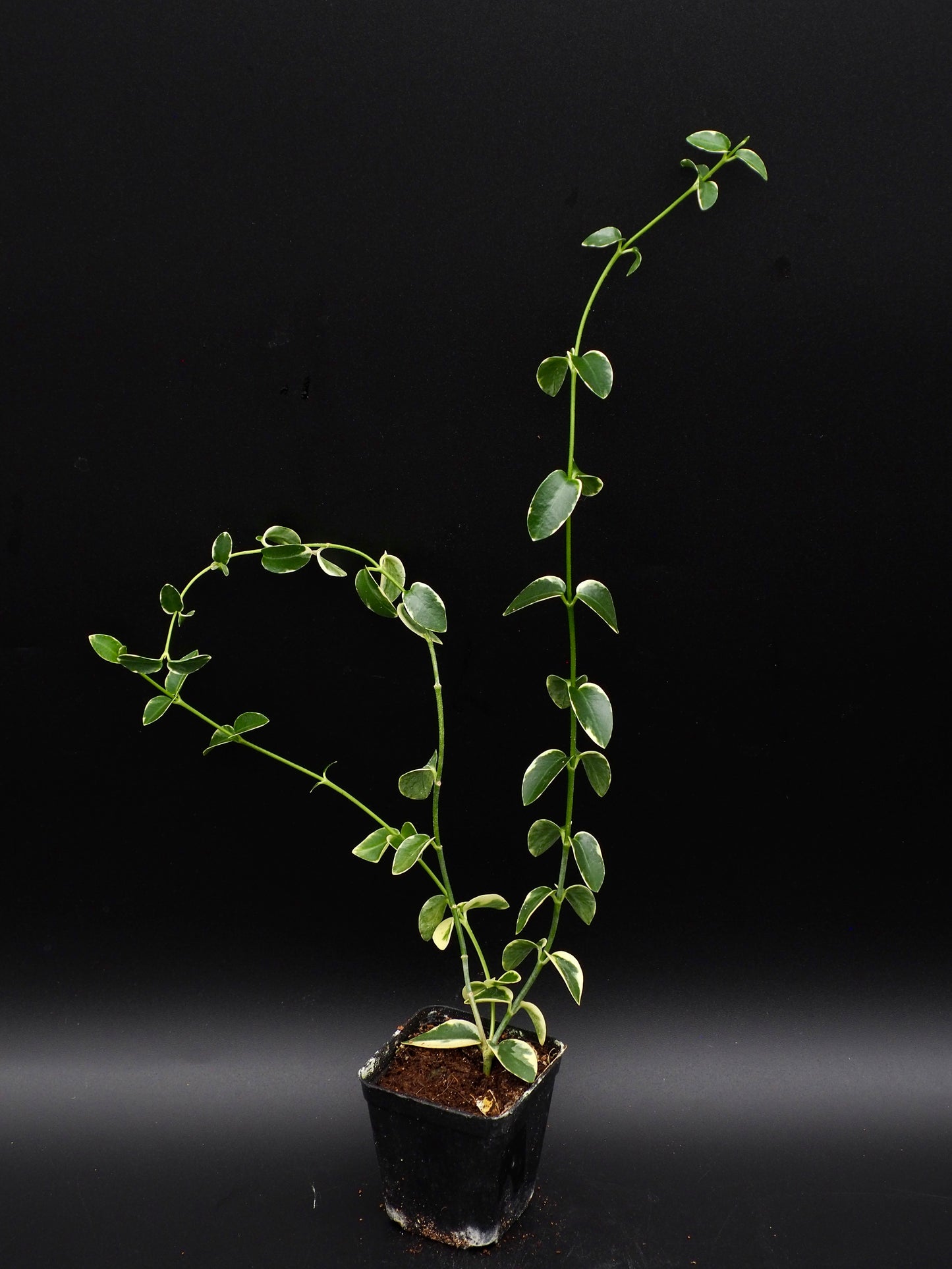 Hoya Cummingiana Variegata