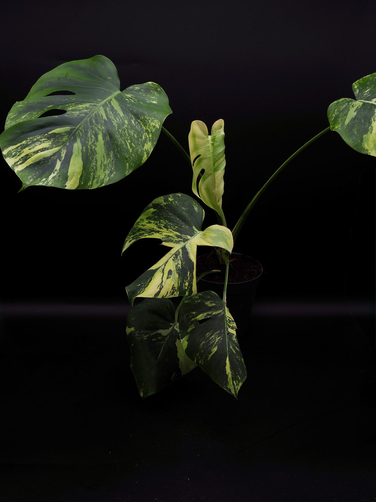 Monstera Deliciosa Lemon Pom Pom