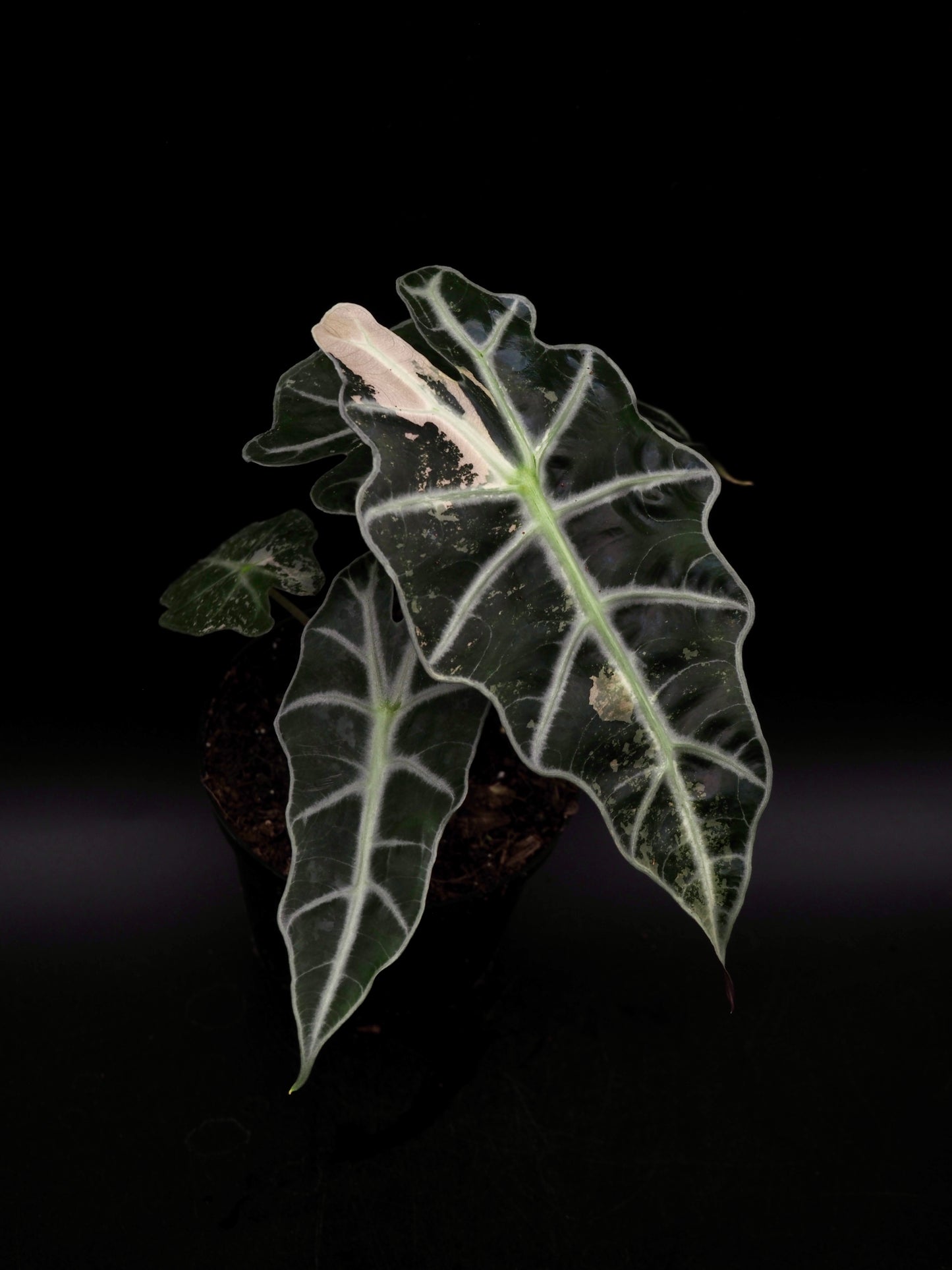 Alocasia Polly Pink Variegata