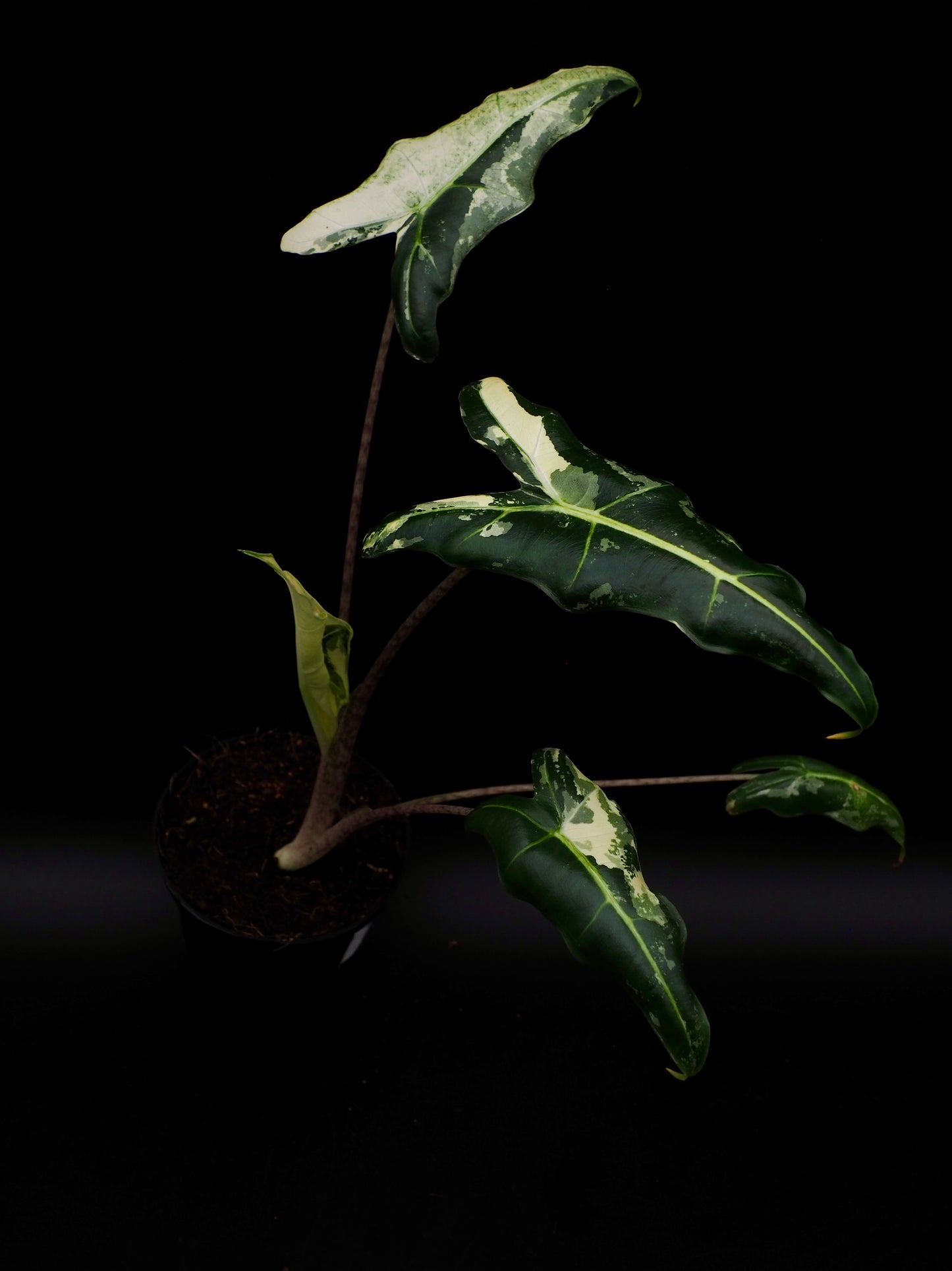 Alocasia Sarian Albo