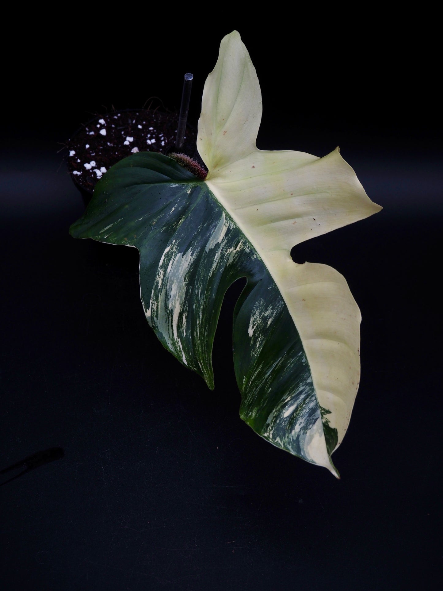 Philodendron Squamiferum Aurea Variegata