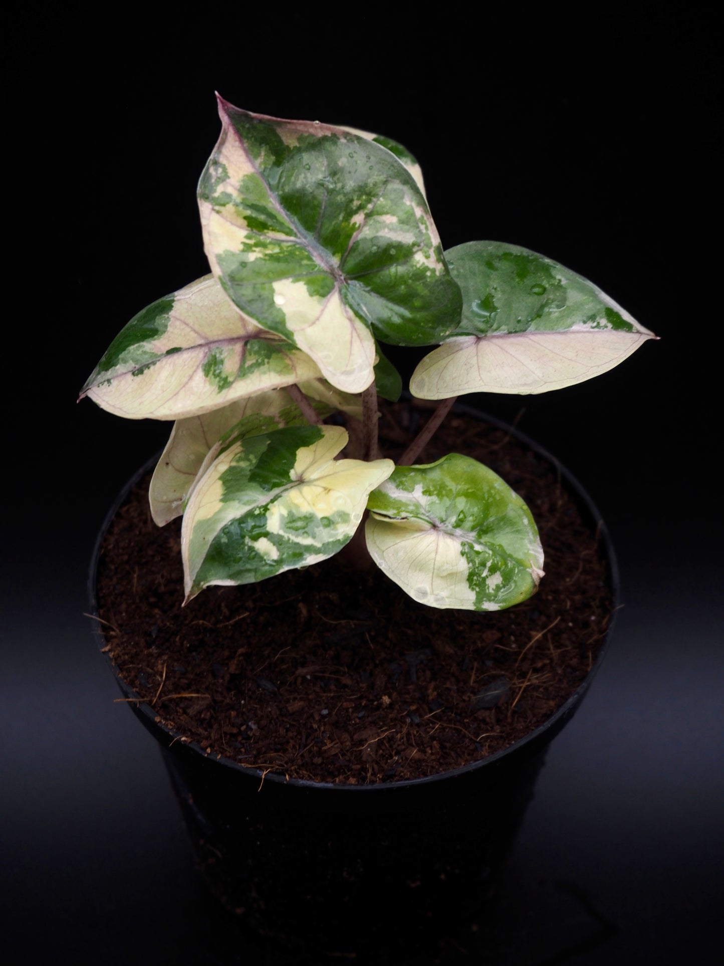 Alocasia Yucatan Princess Pink
