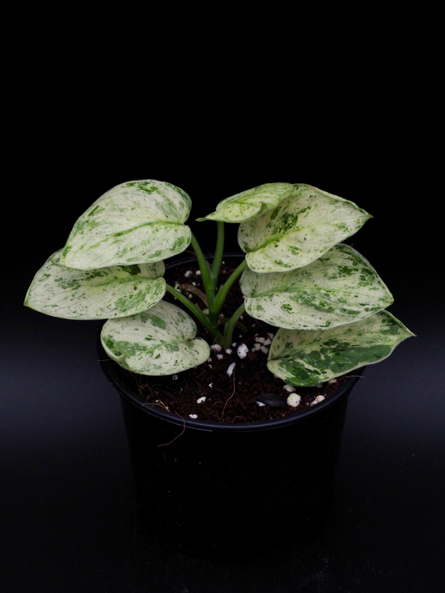 Scindapsus Jade Satin Marble