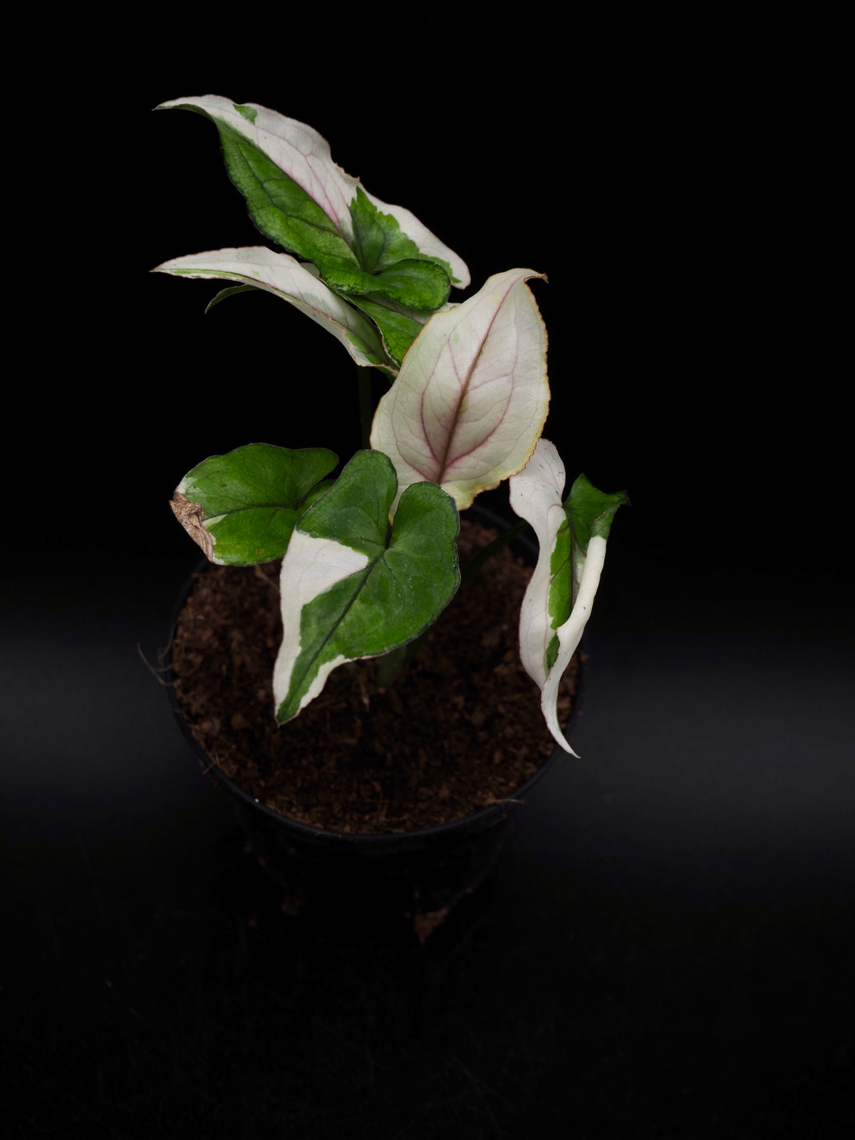 Syngonium White Princess