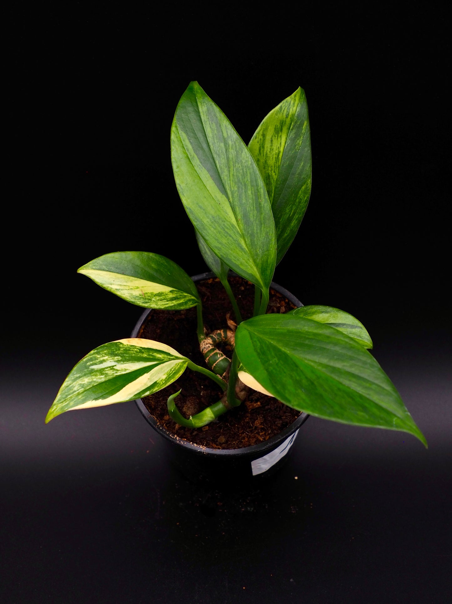 Rhaphidophora Decursiva Aurea Variegata