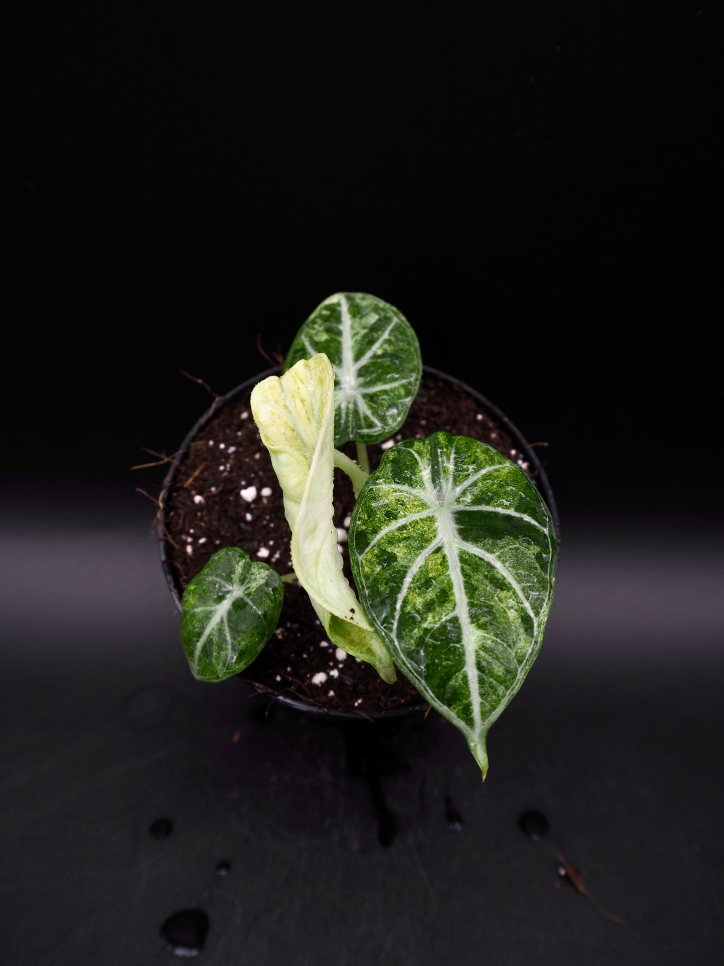 Alocasia Ninja Tricolor