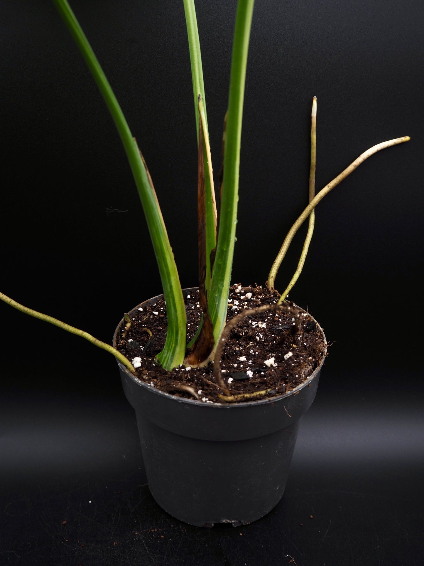 Monstera Deliciosa Electrolyte