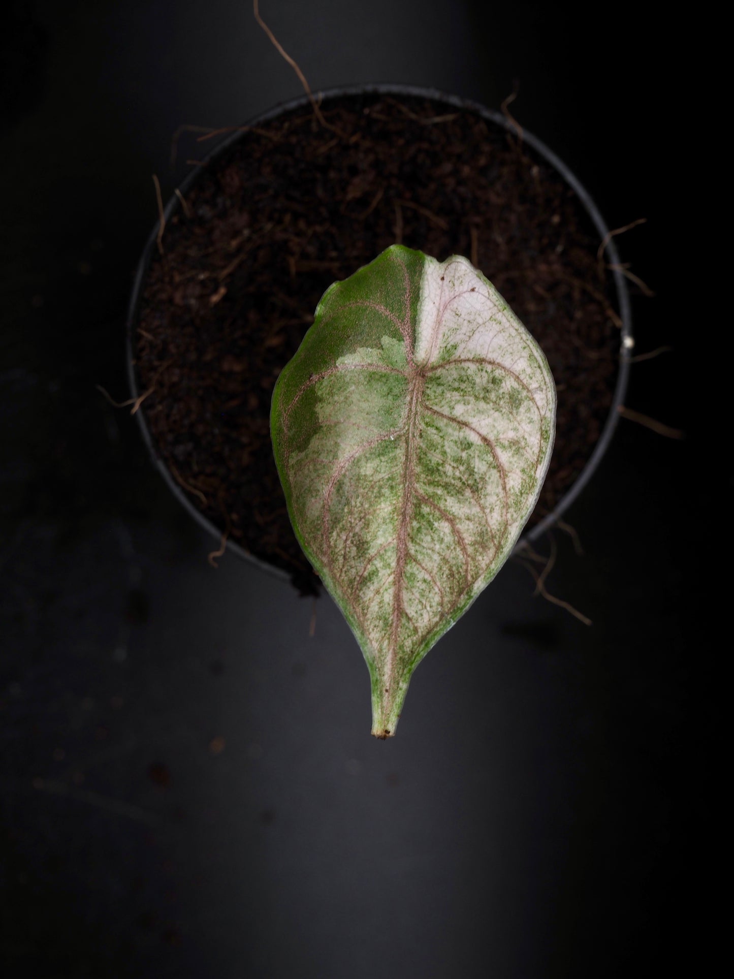 Alocasia Azlanii Pink