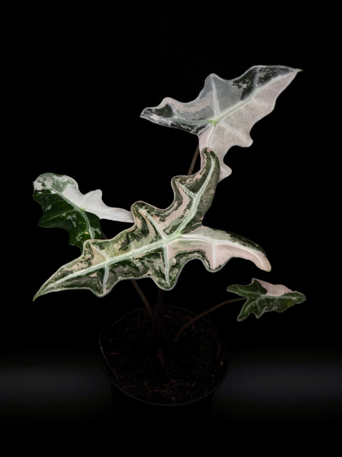 Alocasia Nobilis Rose