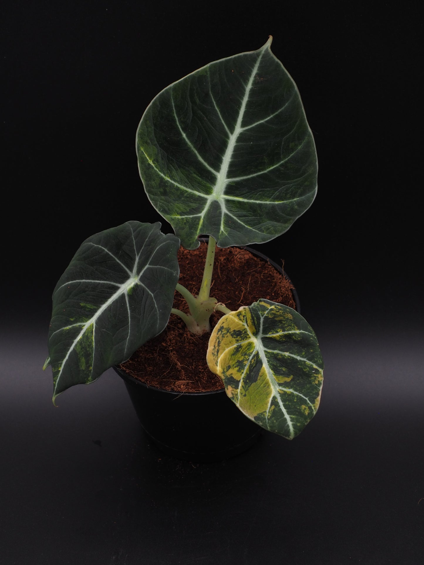 Alocasia Velours Noir Aurea