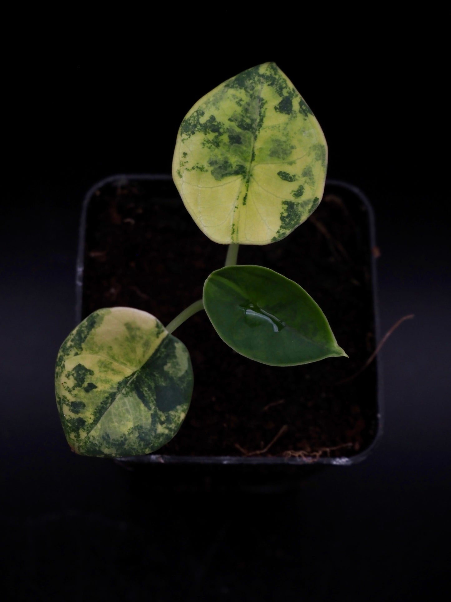 Alocasia Nebula Aurea