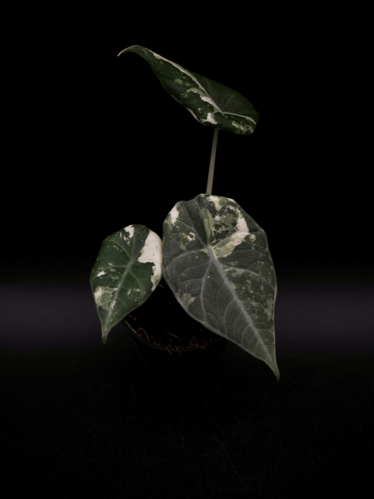 Alocasia Maharani Albo Variegata