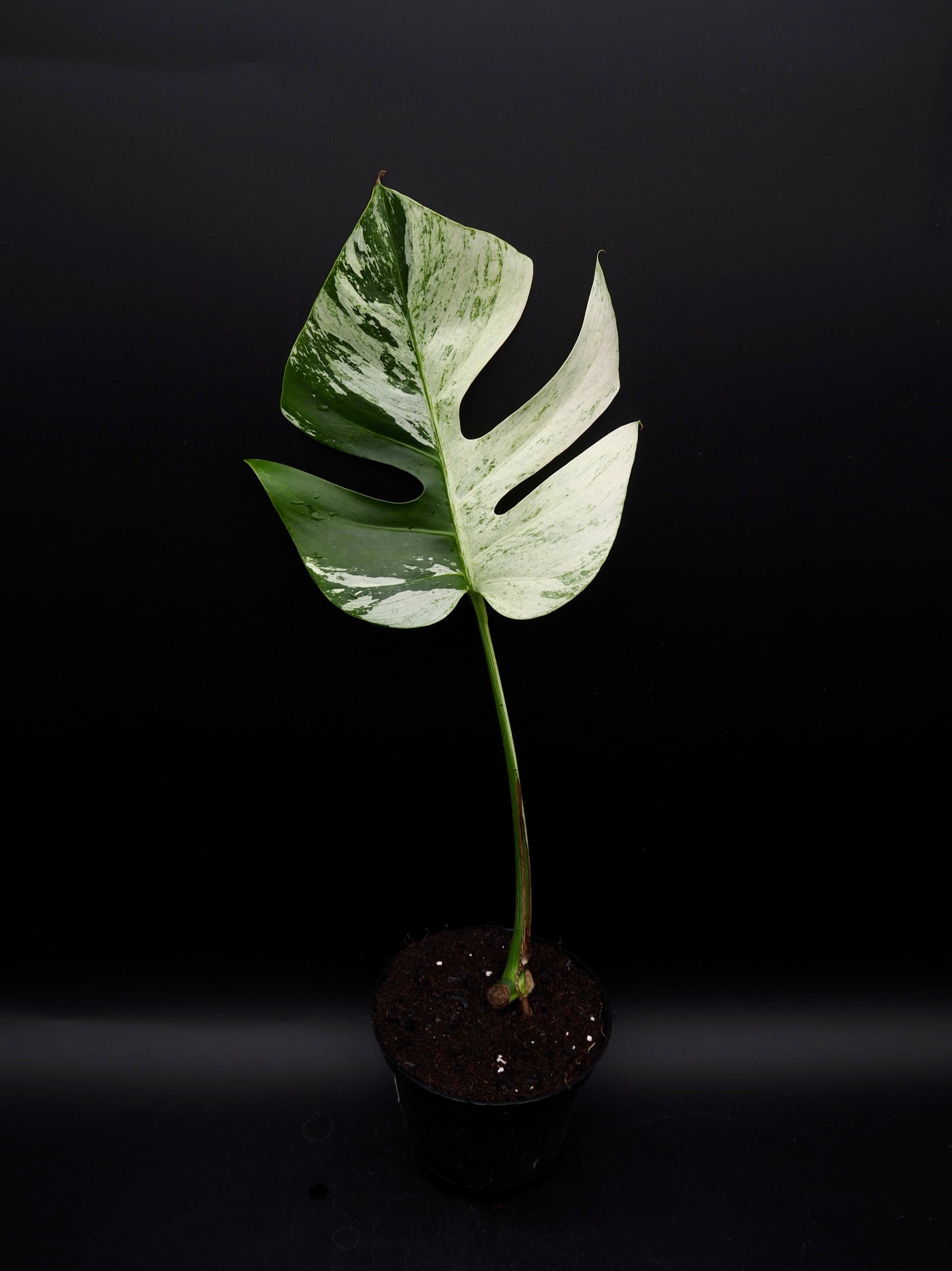 Monstera Deliciosa Jungle Mint