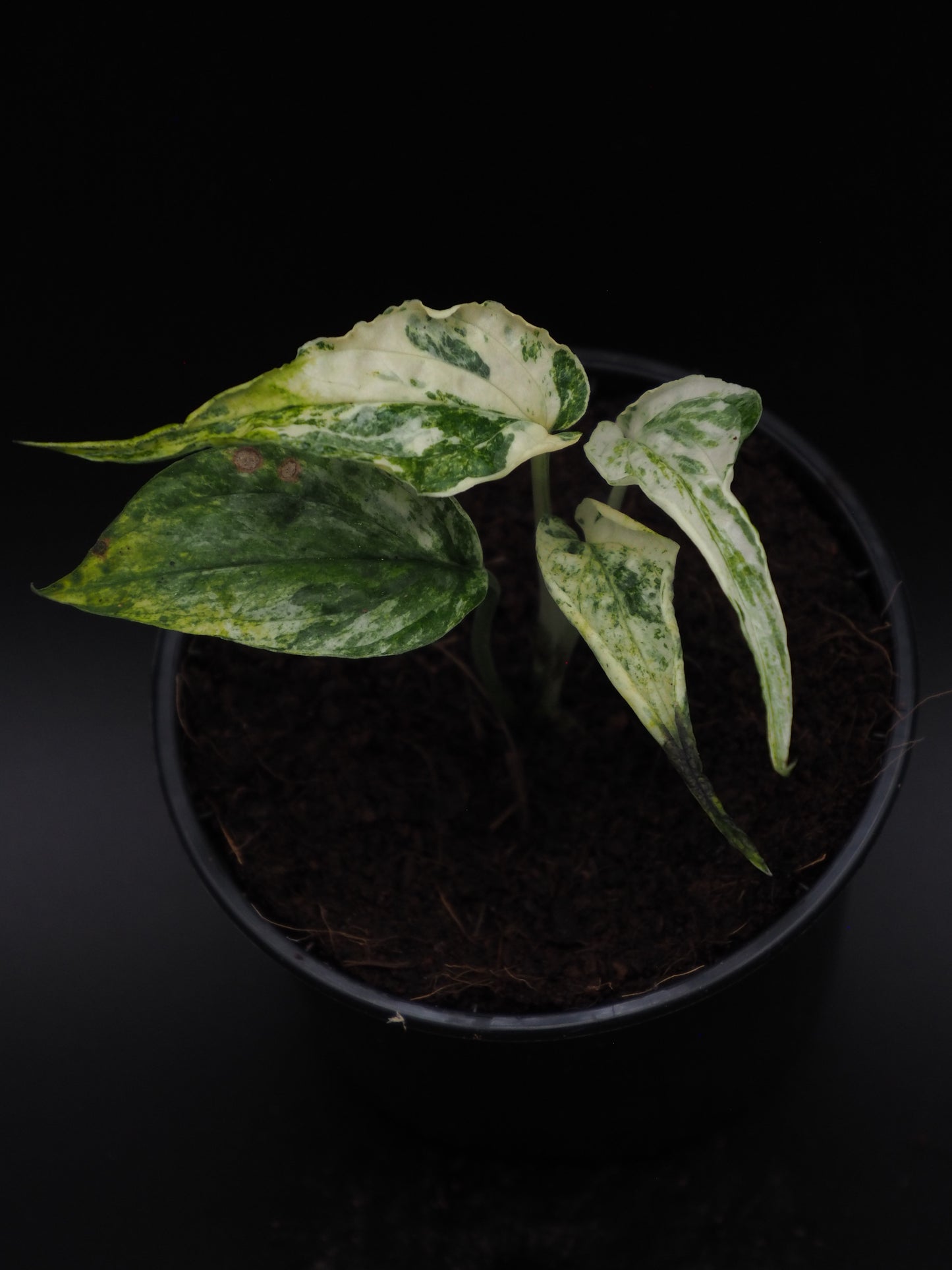 Amydrium variégata