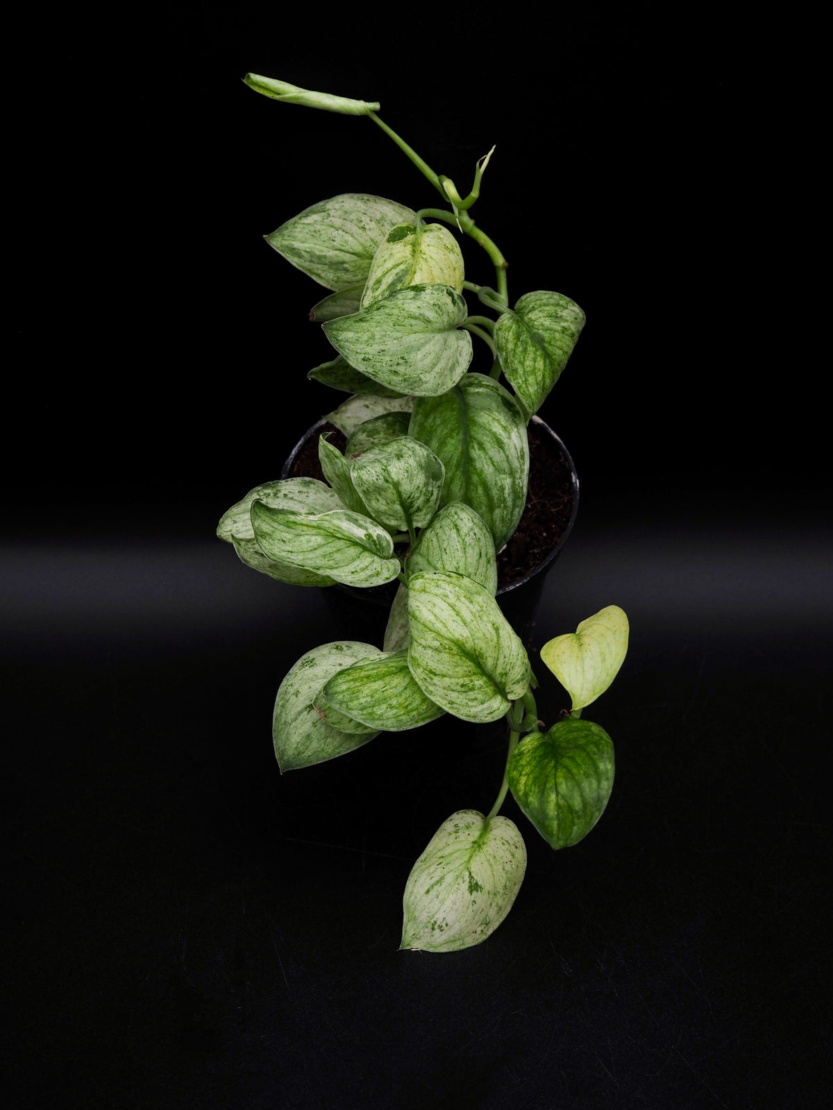 Scindapsus Jade Satin Marble