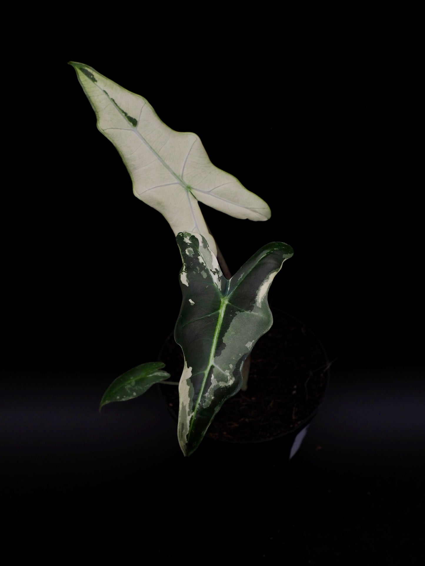 Alocasia Sarian Albo