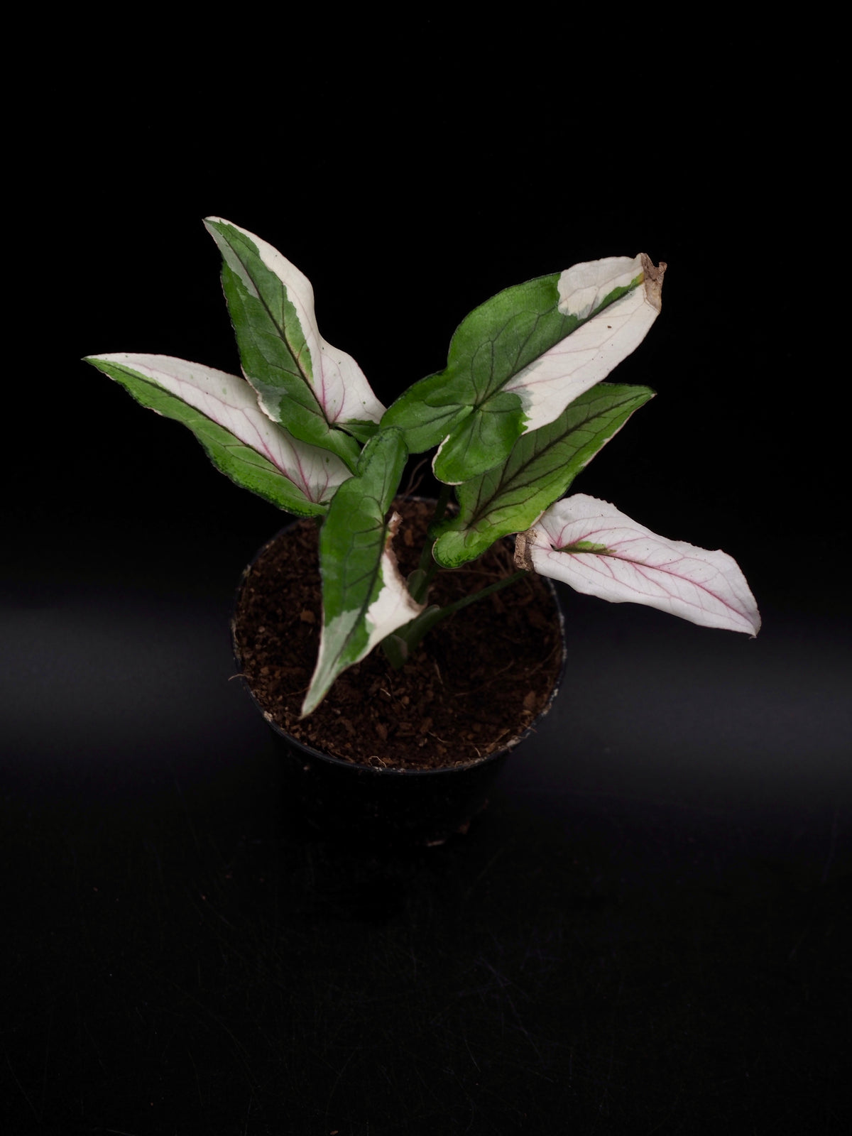 Syngonium White Princess