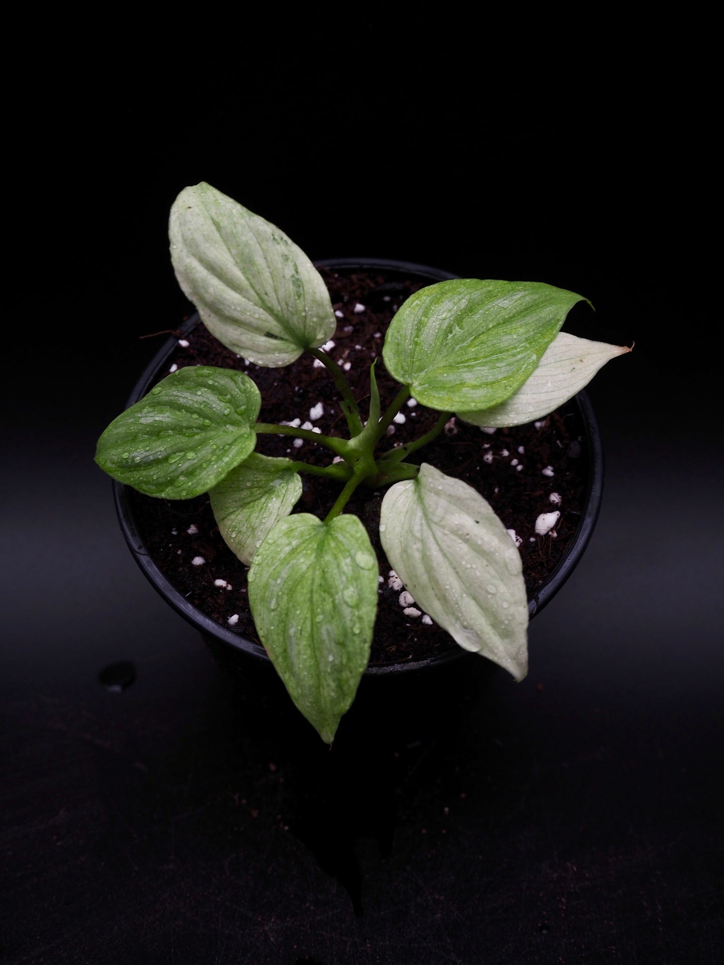 Philodendron Mamei Variegata