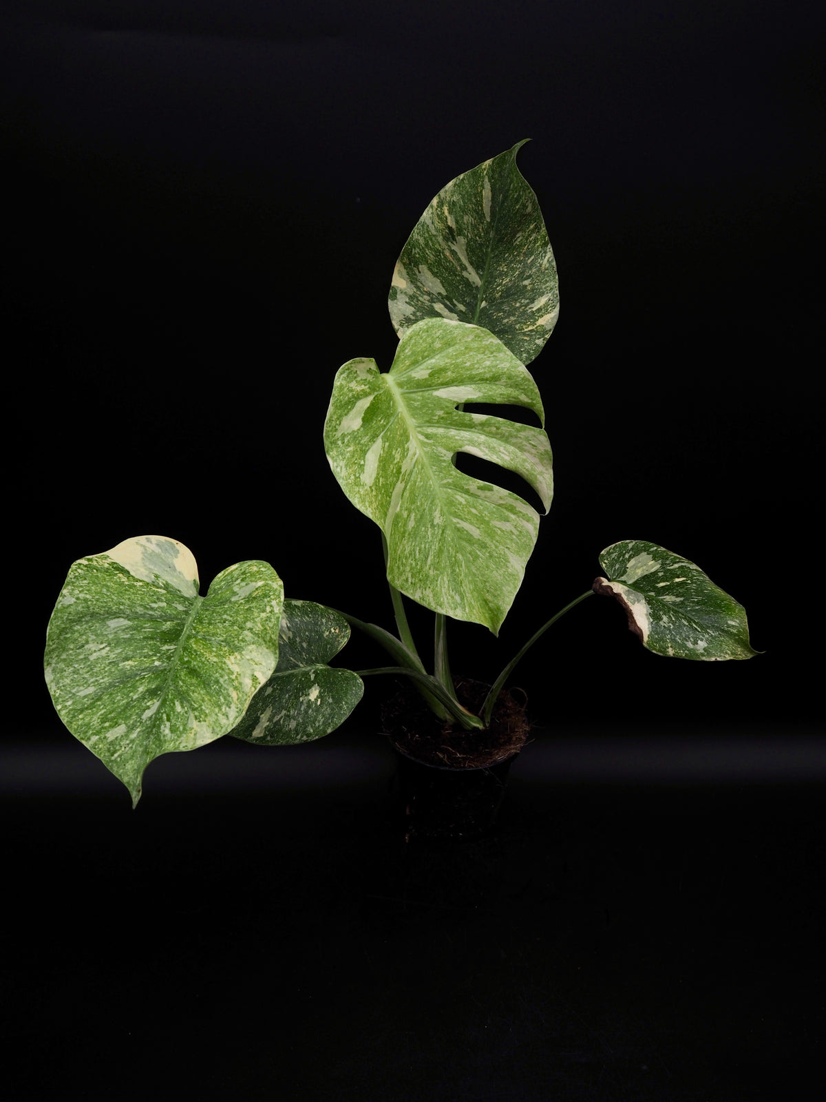 Monstera Thai Constellation Legacy
