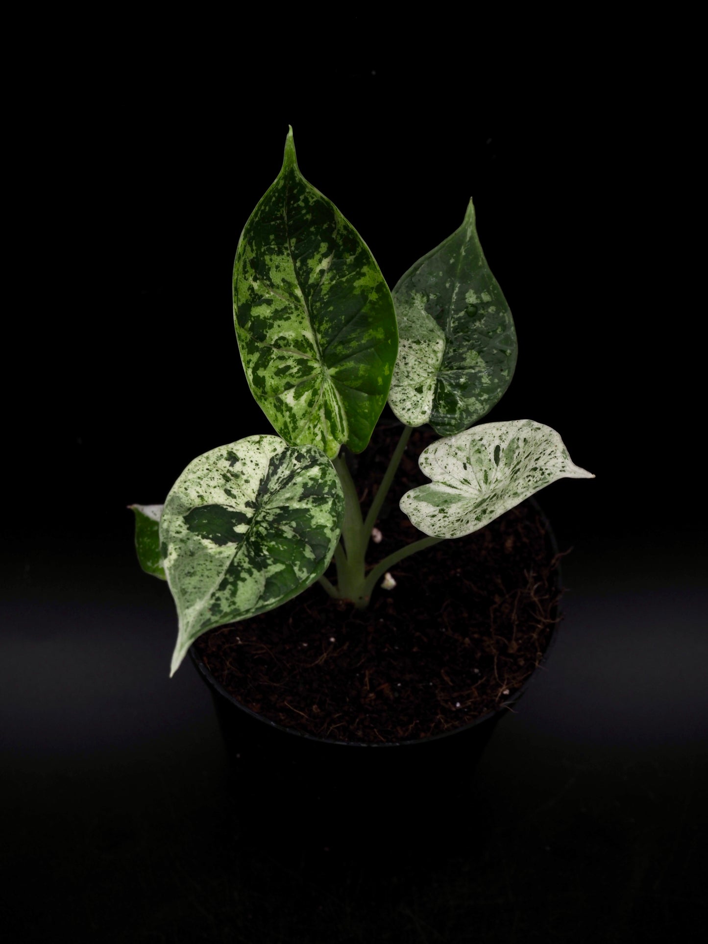 Alocasia Dragon Scale Mint Variegata