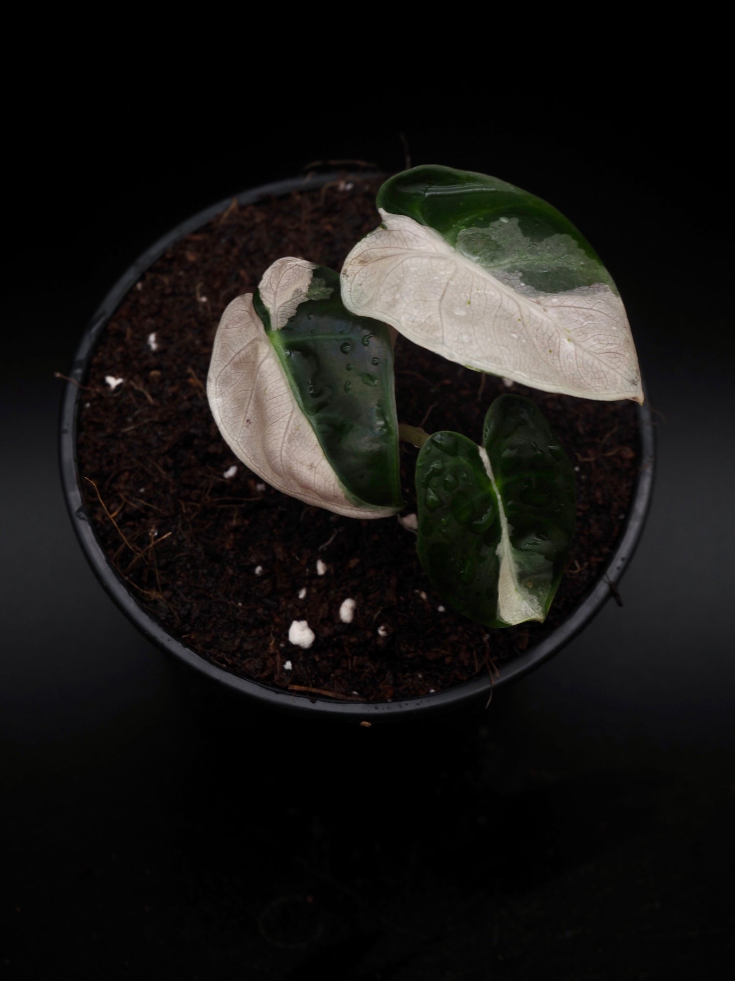 Alocasia Baloon Heart Pink