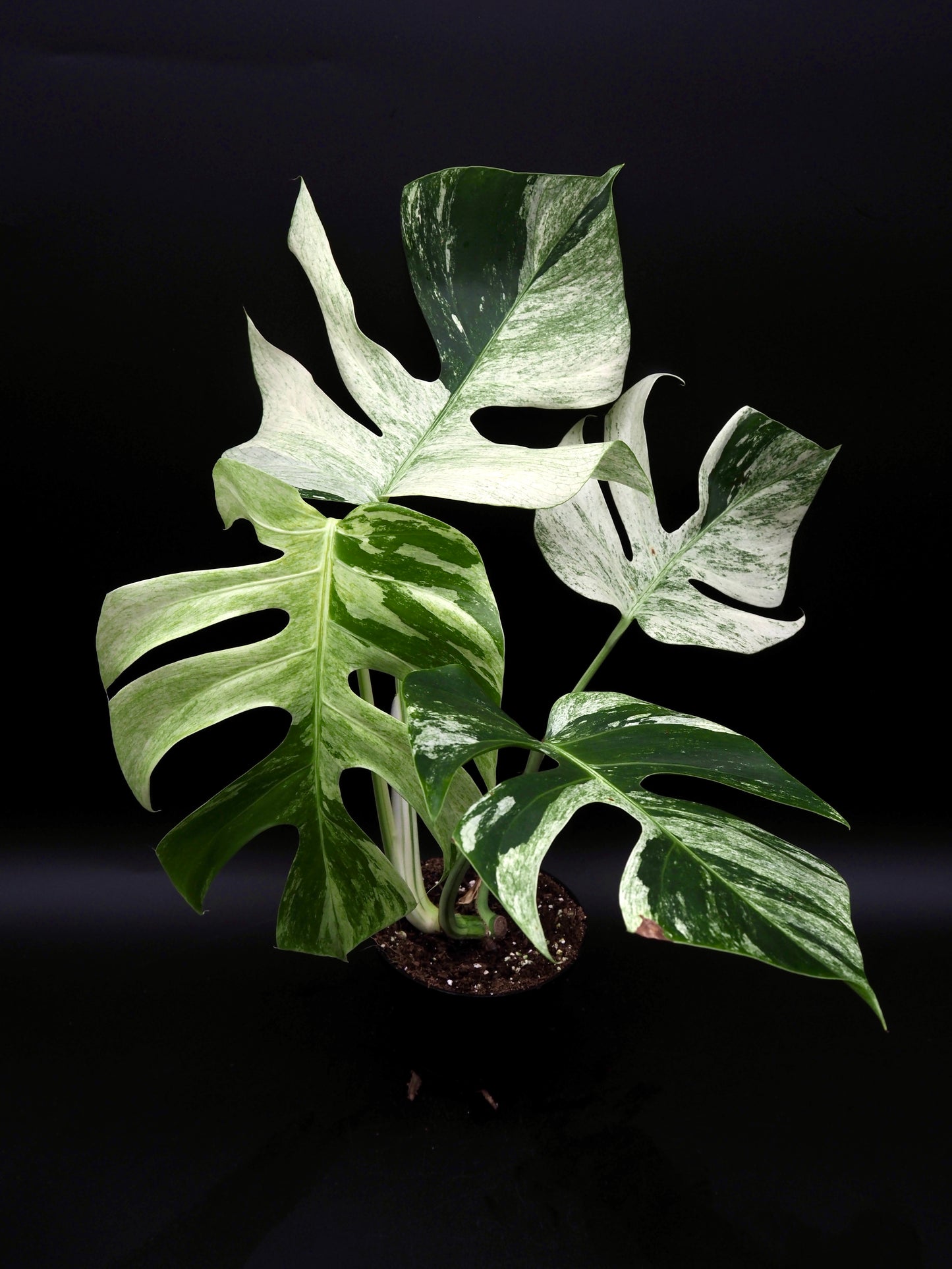 Monstera Deliciosa Jungle Menthe
