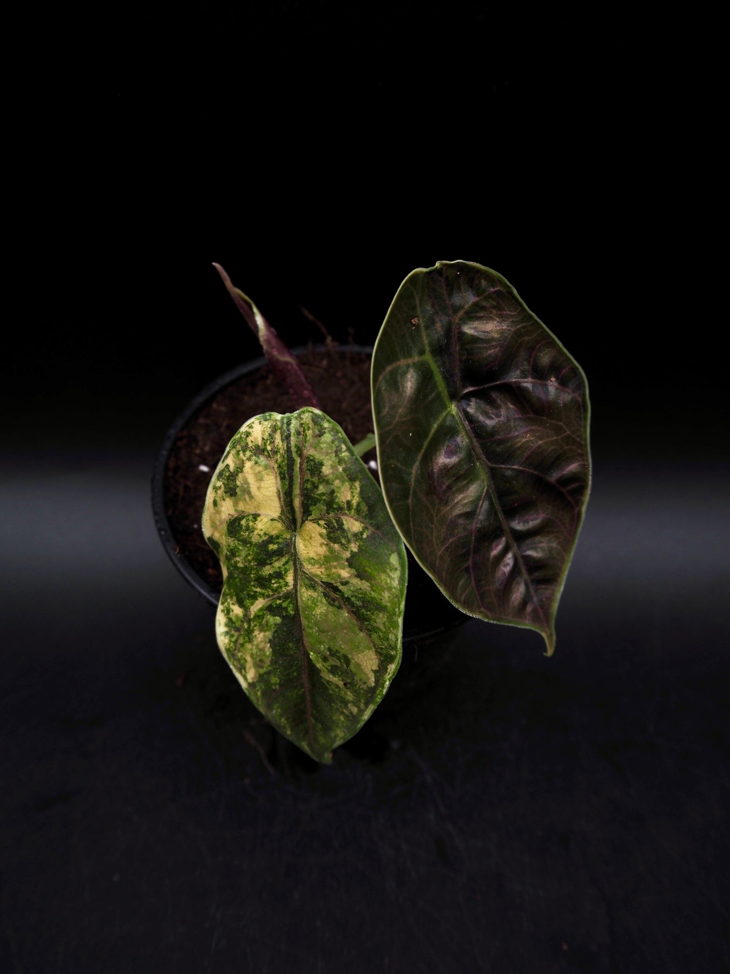 Alocasia Azlanii Aurea
