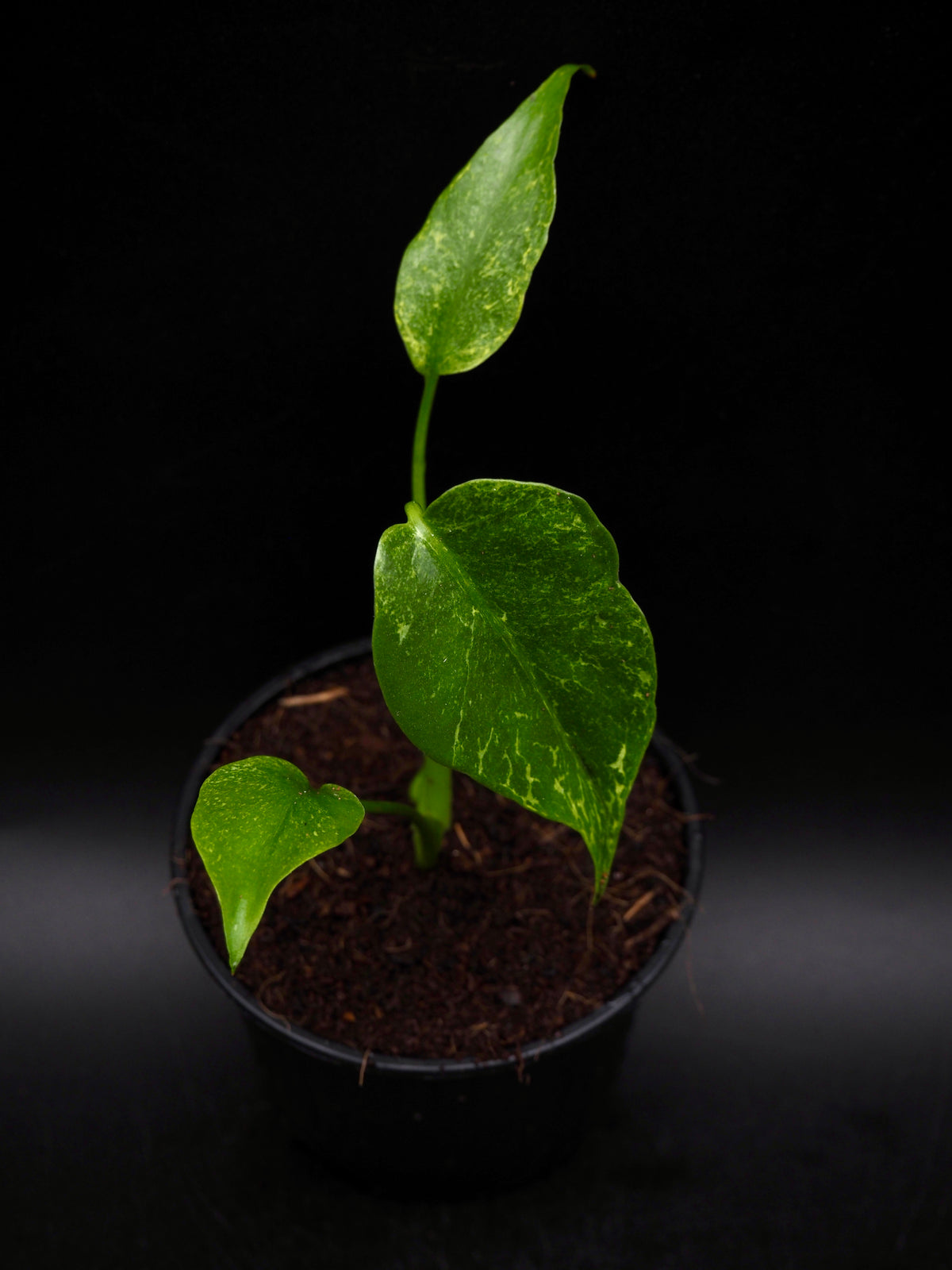 Monstera Thunder Bolt