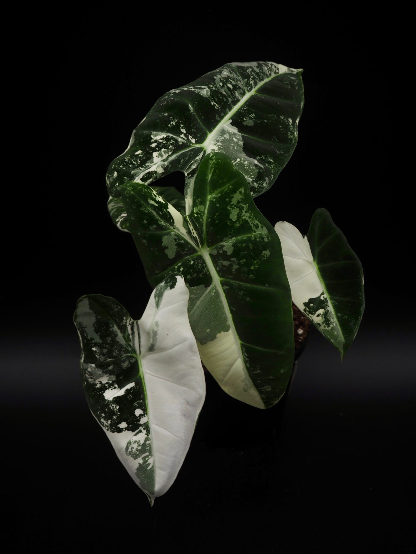 Alocasia Frydek Variegata