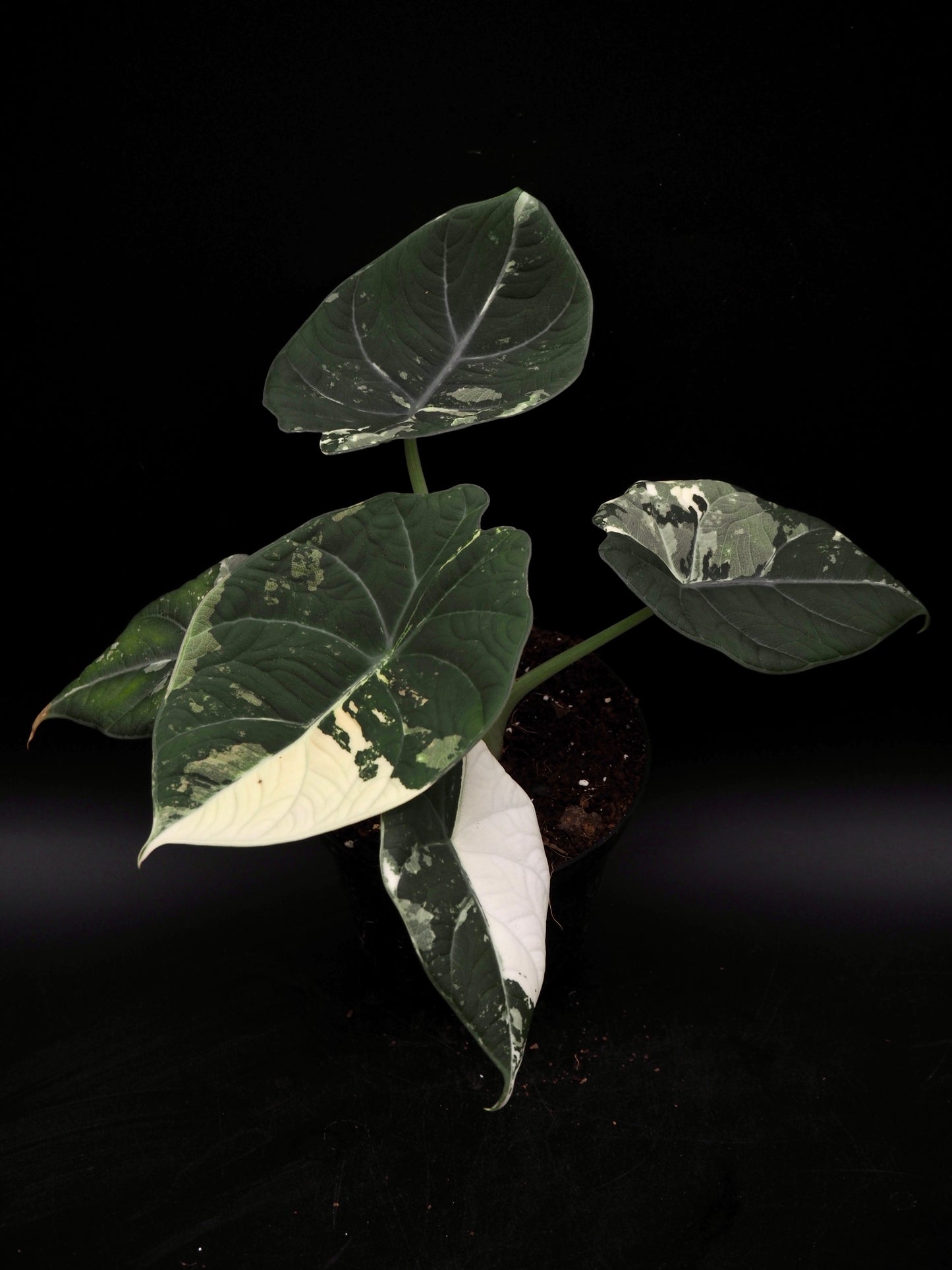 Alocasia Maharani Albo Variegata