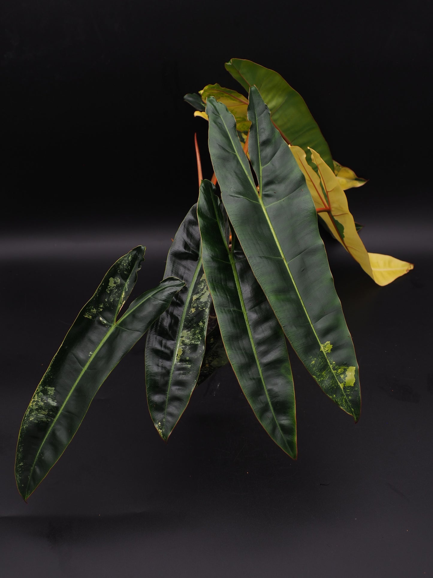 Philodendron Billietiae Variegata