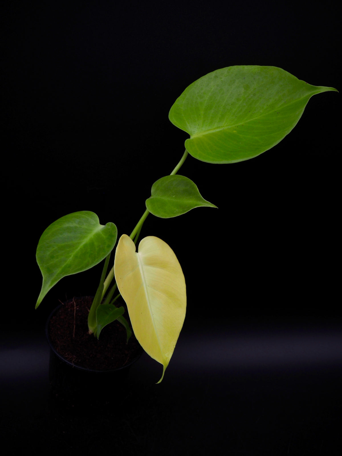 Monstera Lemon Lime