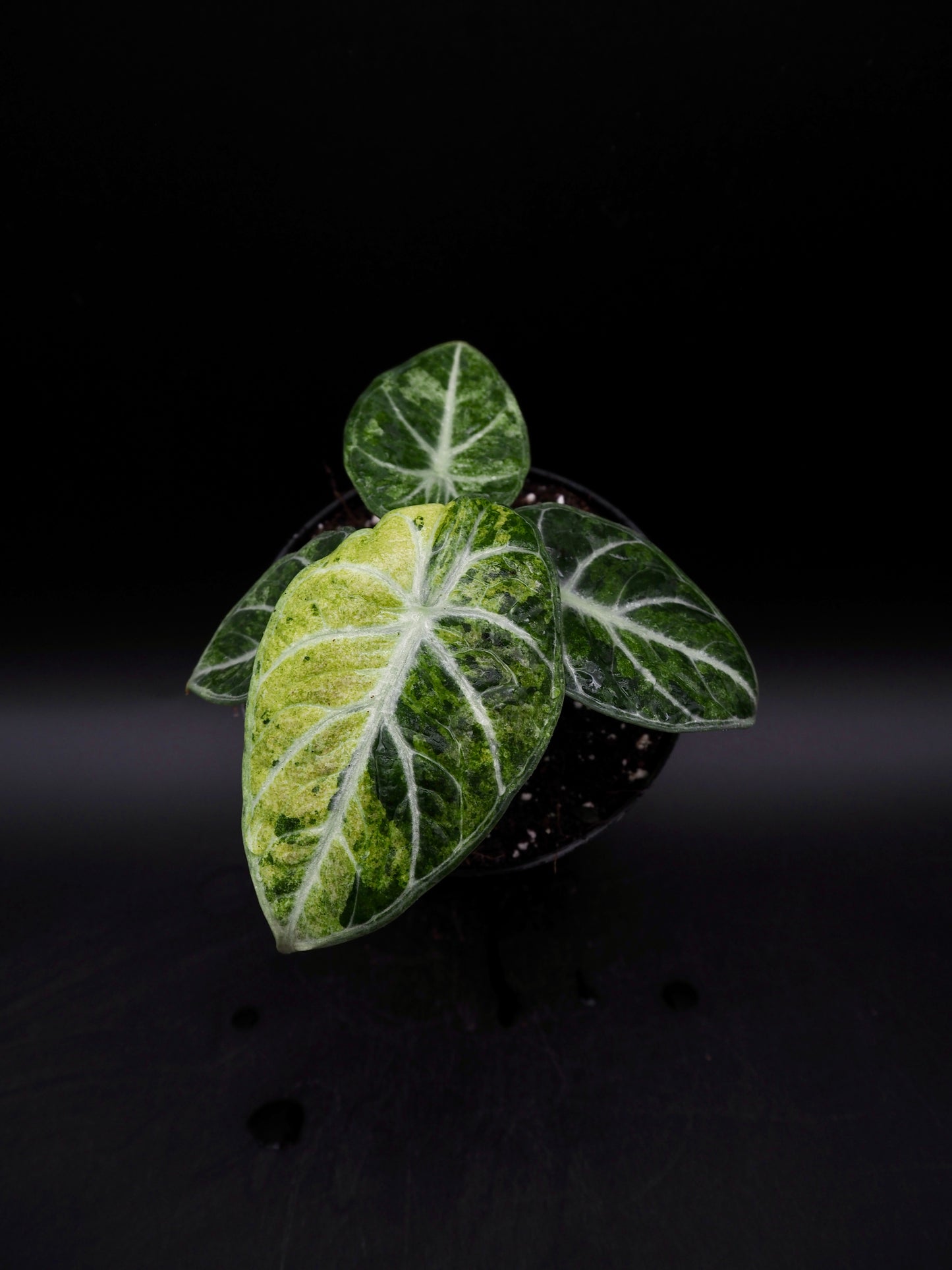 Alocasia Ninja Tricolor