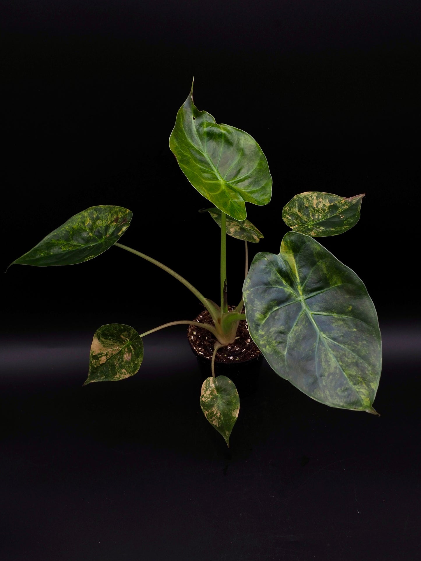Alocasia Wentii Sunset Aurea