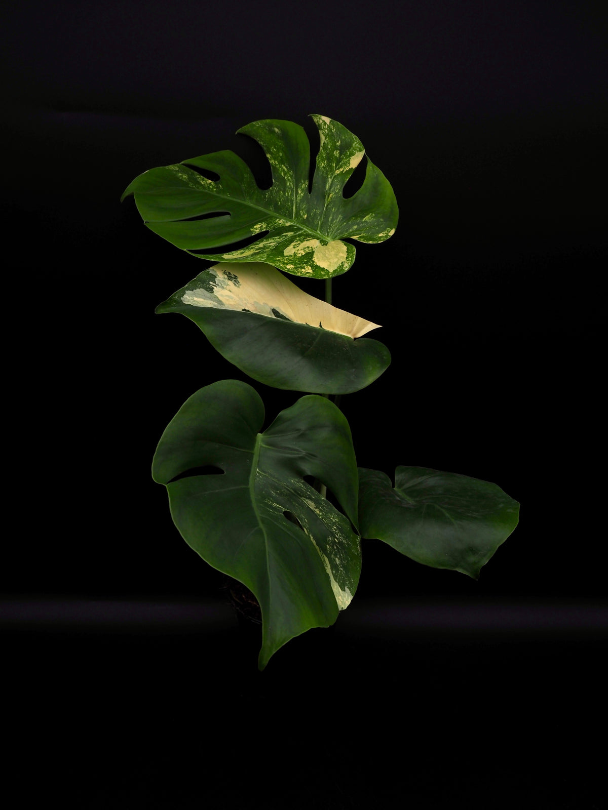 Monstera Deliciosa Lemon Pom Pom