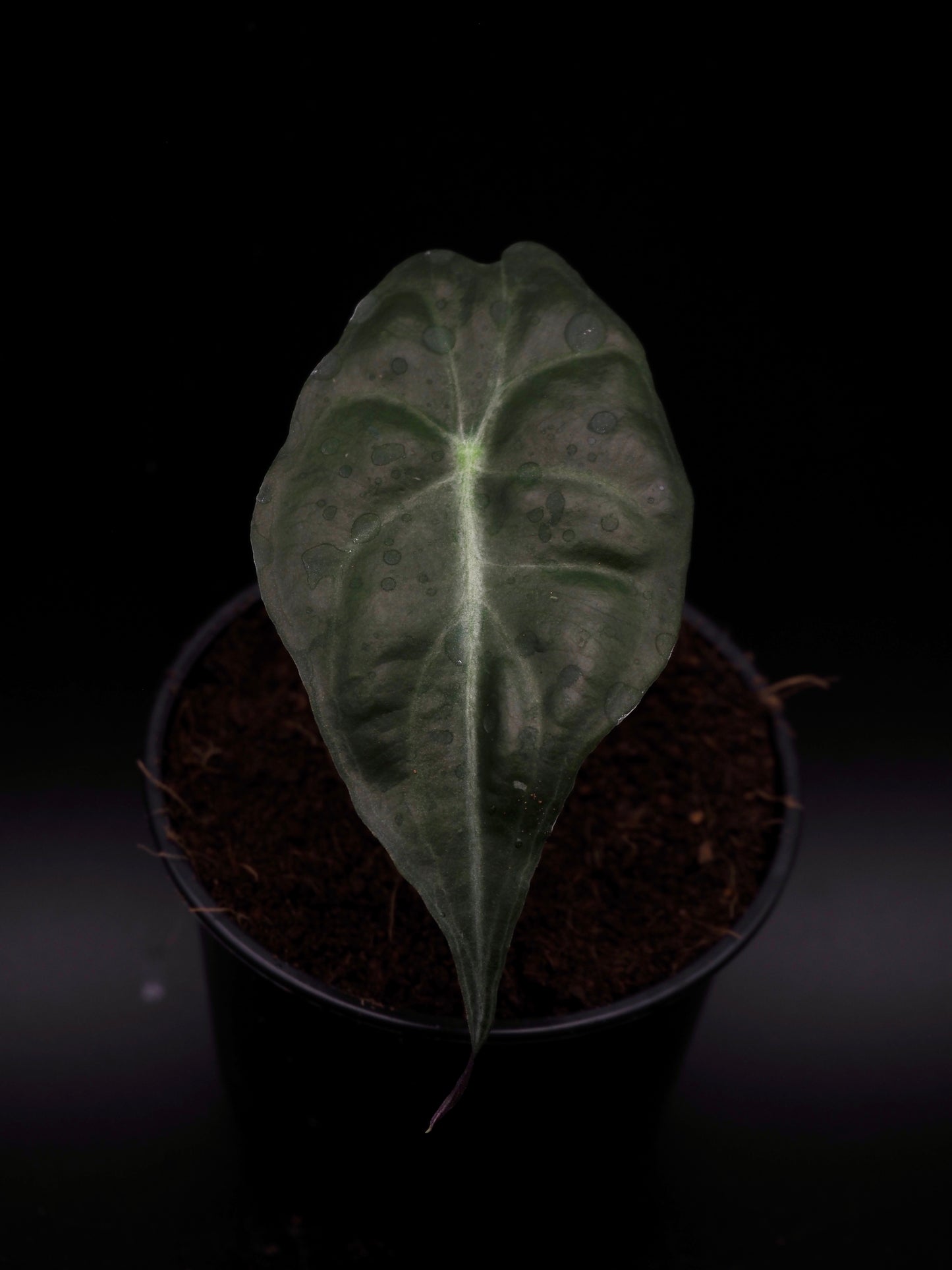 Venin d'Alocasia