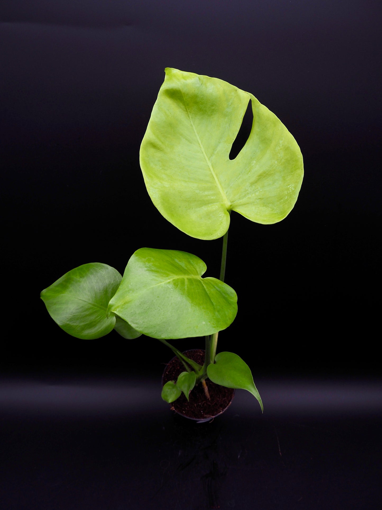 Monstera Citron Vert