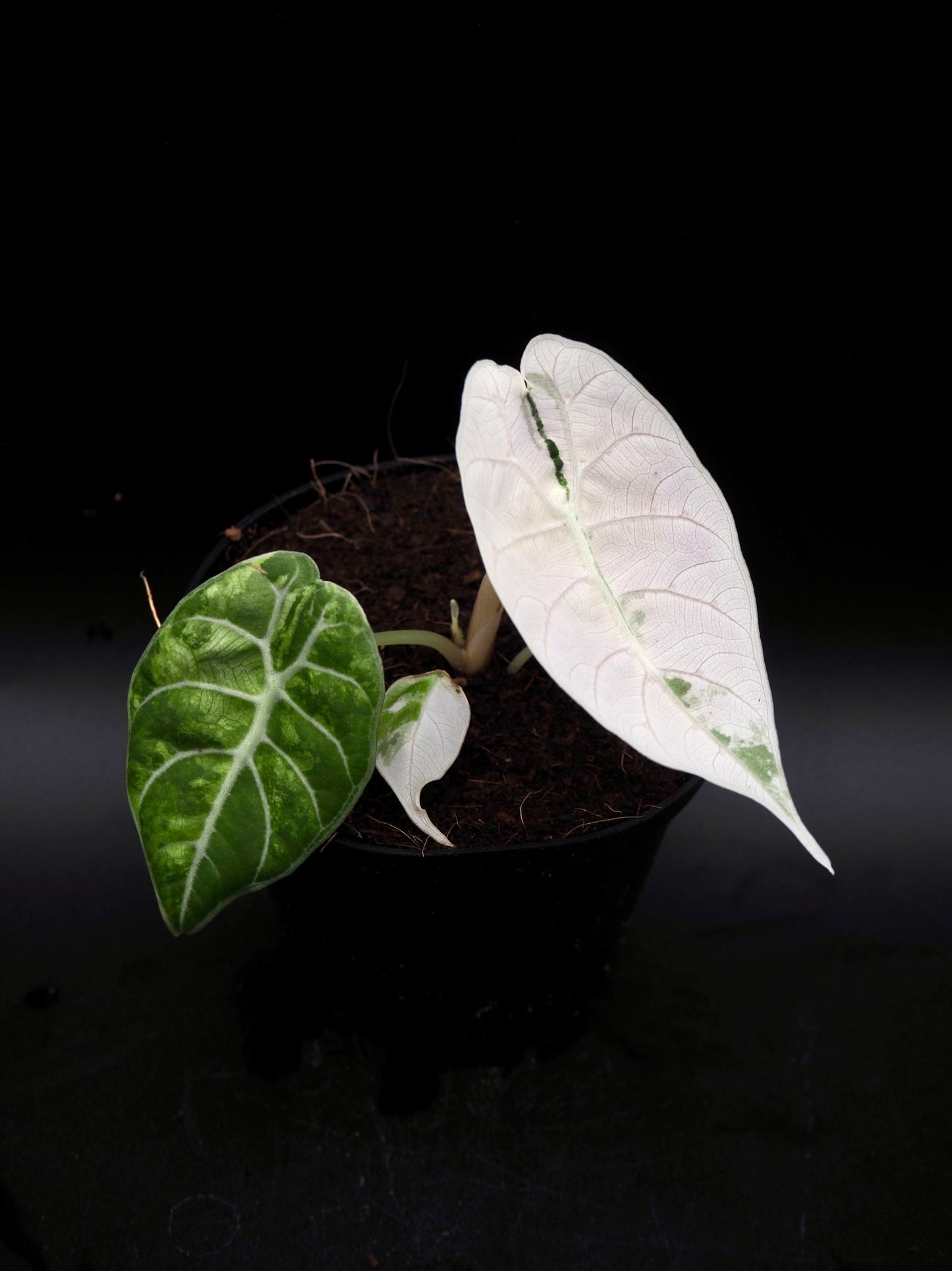 Alocasia Watsoniana Doff Albo/Pink