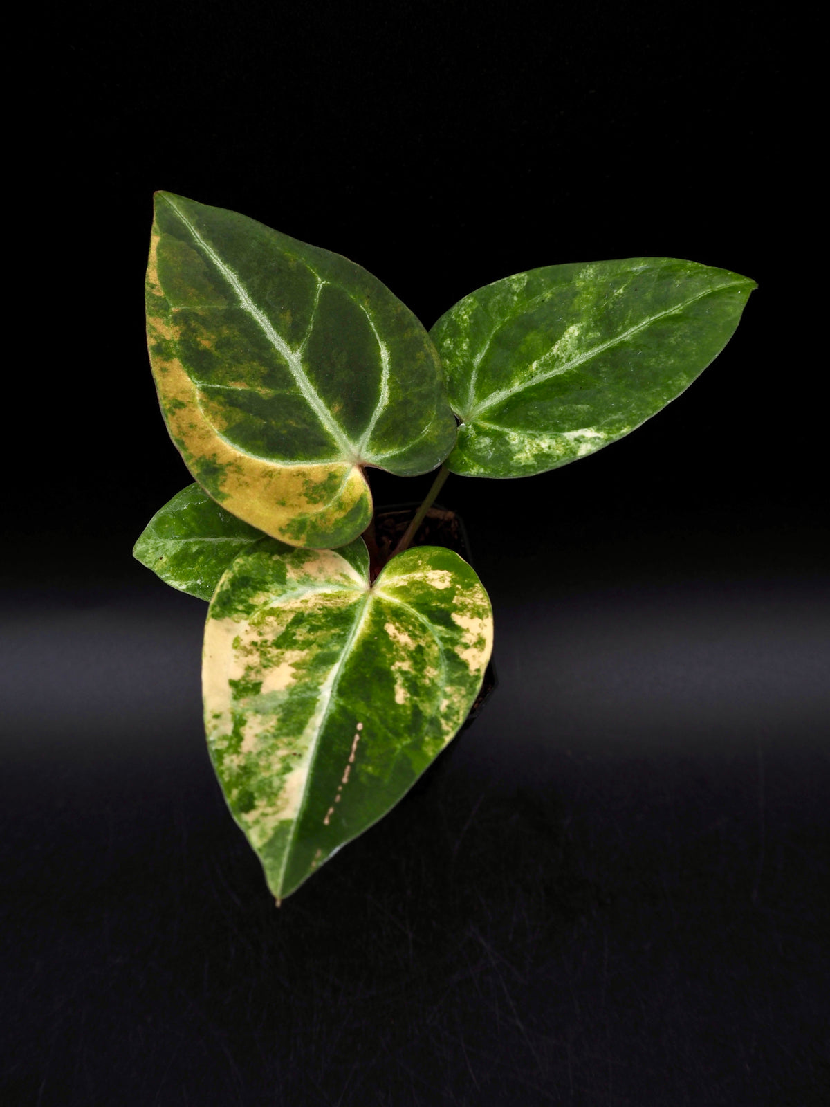 Anthurium (Papilliaminum Var. x Magnificum) x Anthurium SKG Silver