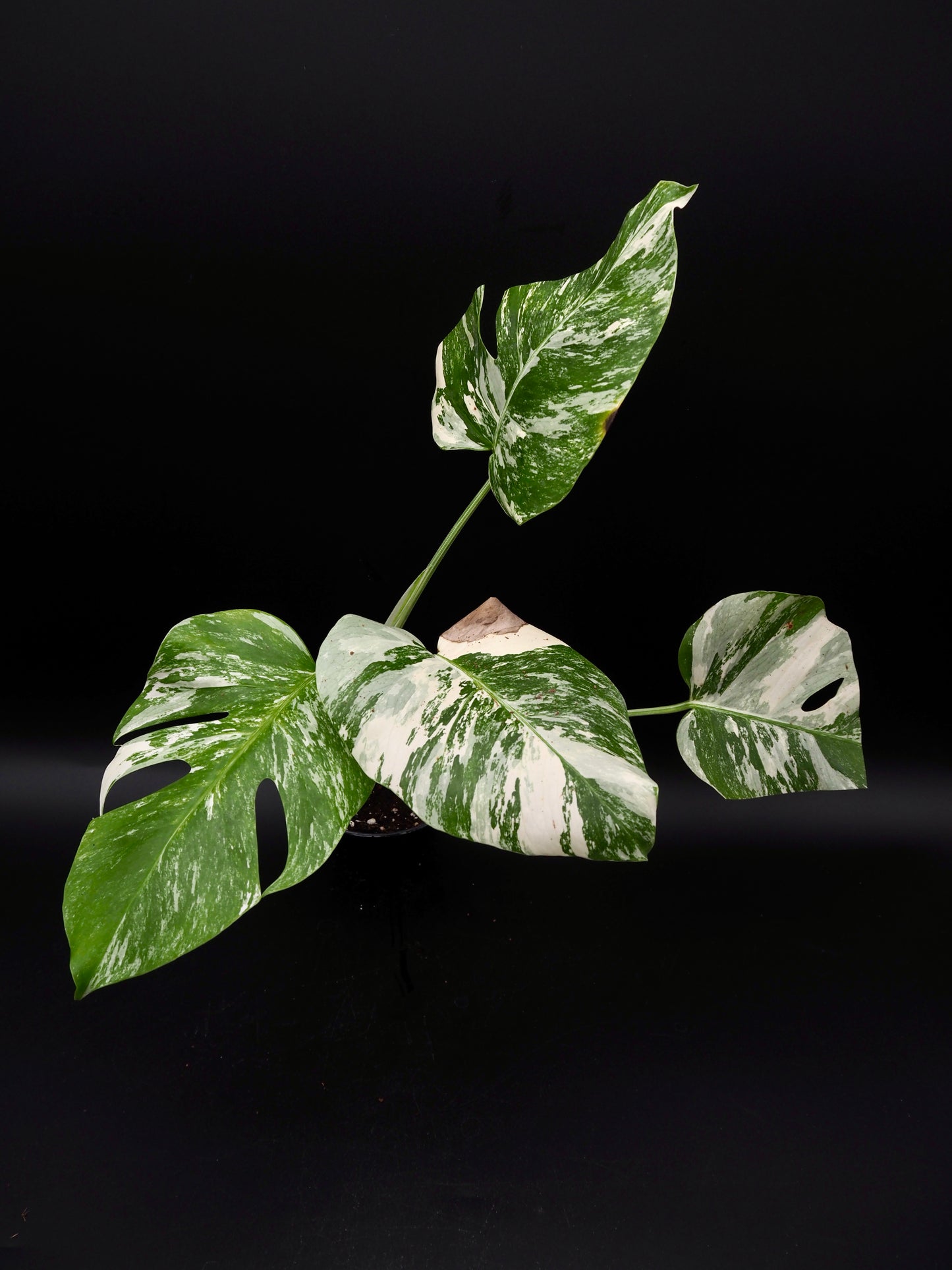 Monstera Borsigiana Albo Variegata