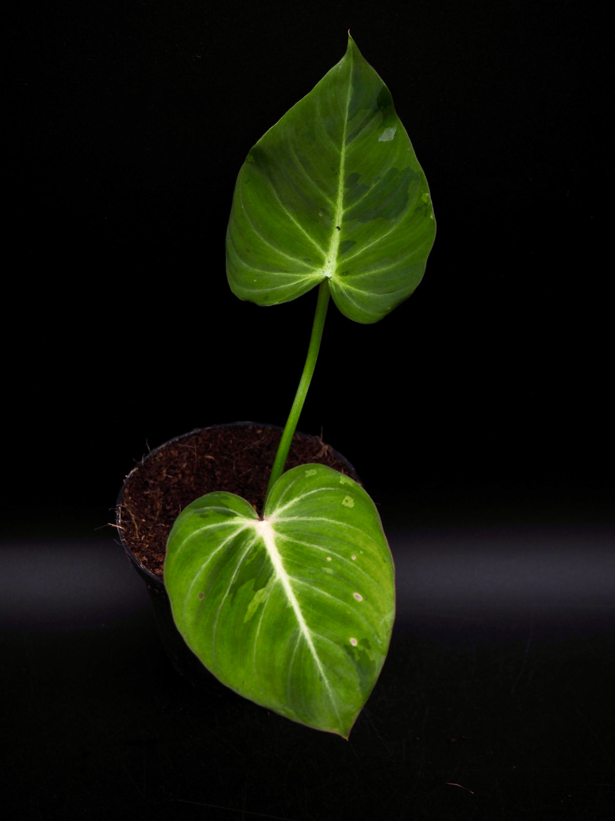 Philodendron Gloriosum gog