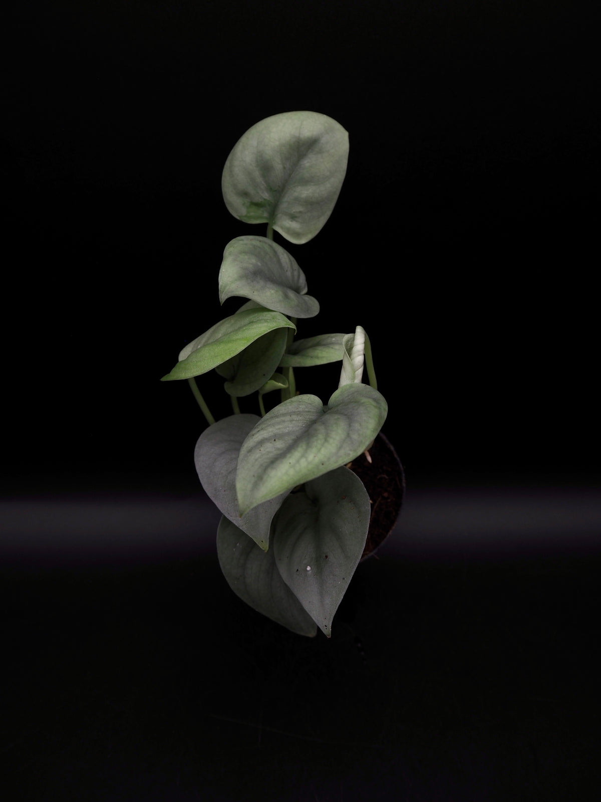 Scindapsus Platinum